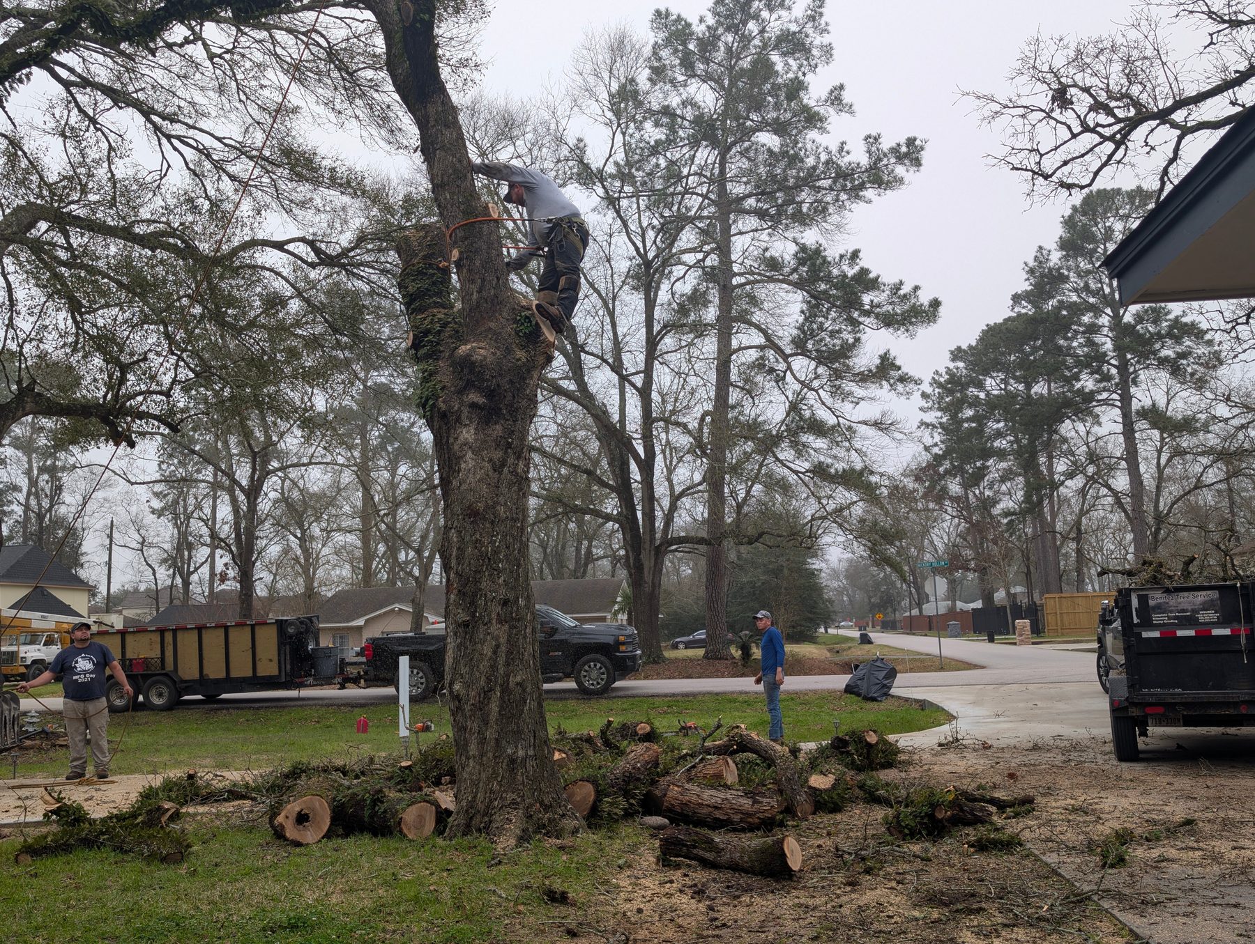 Climber taking down a tree in sections in a Houston neighborhood