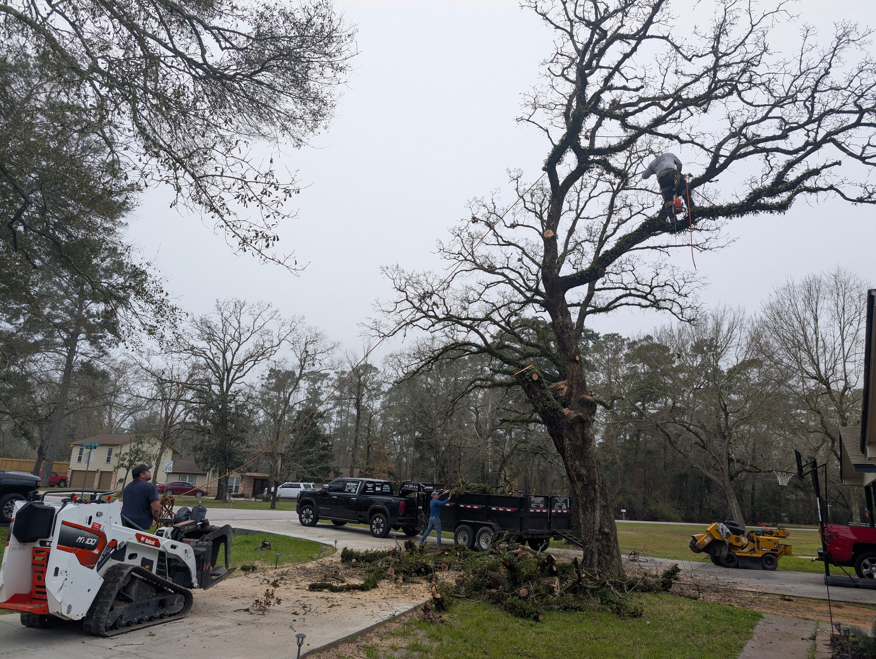 Crew removing a large oak with a skid steer and dump trailer